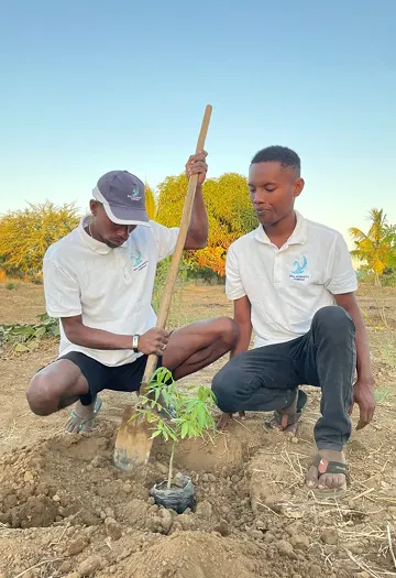 Deux hommes plantant un jeune arbre dans un champ.